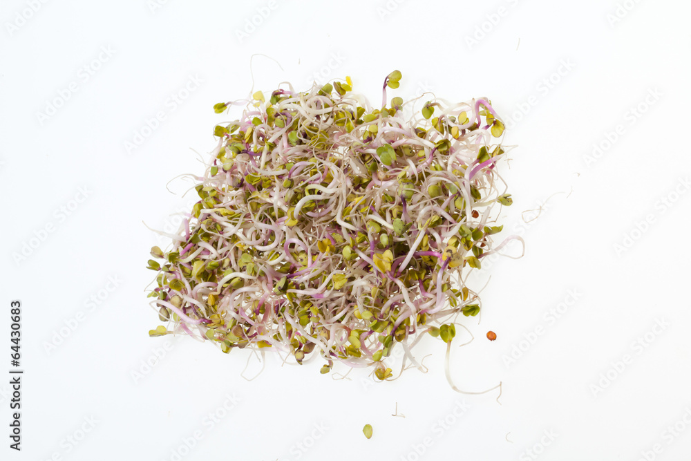 The healthy diet. Fresh sprouts isolated on white background The healthy diet. Fresh sprouts isolated on white background
