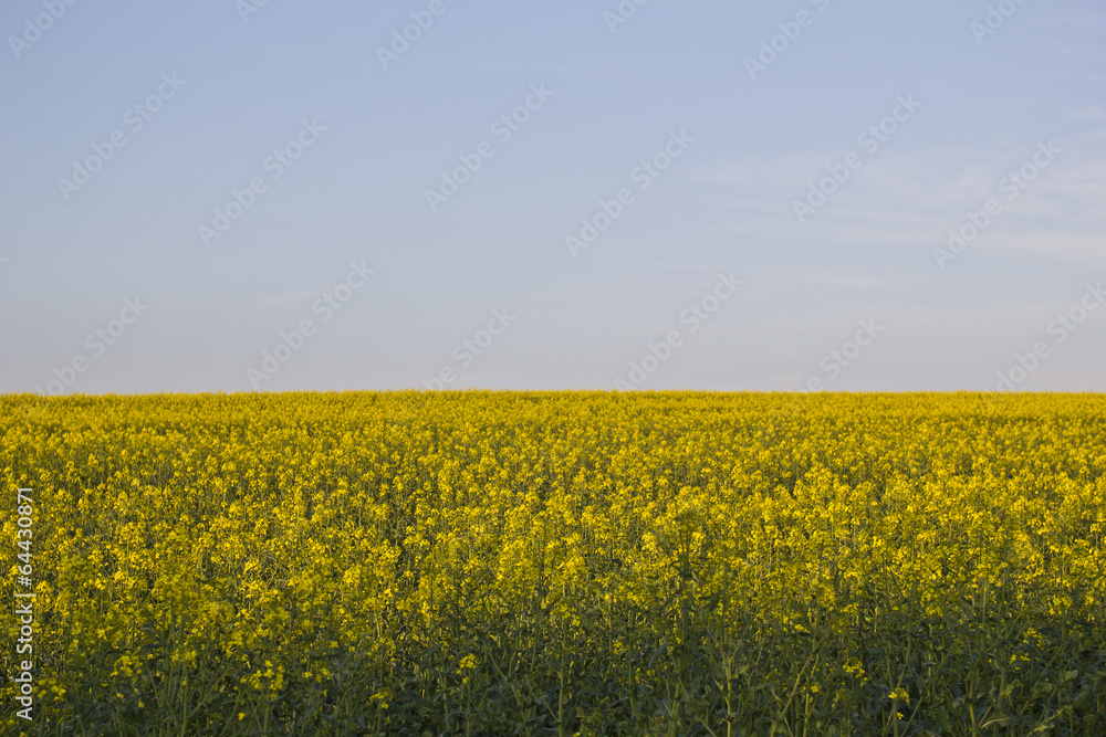 Obraz premium Rapsfeld