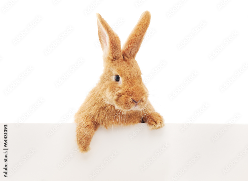 Rabbit with blank Rabbit with blank