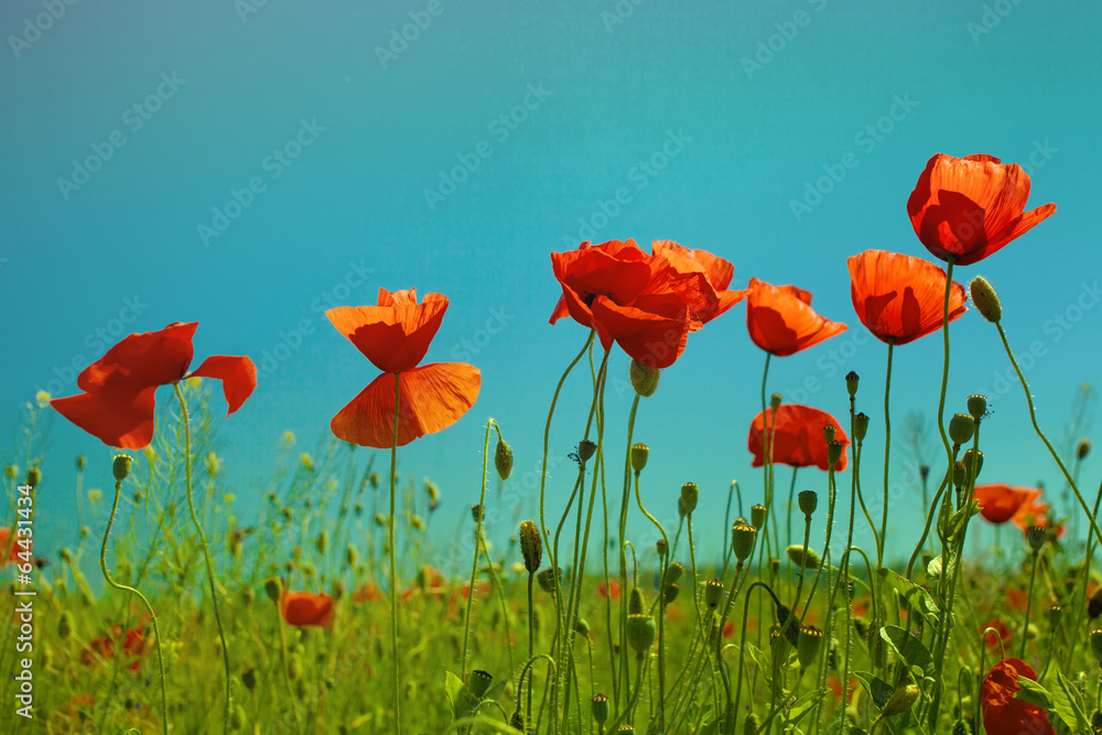 Fototapeta premium Poppy flowers against the sky