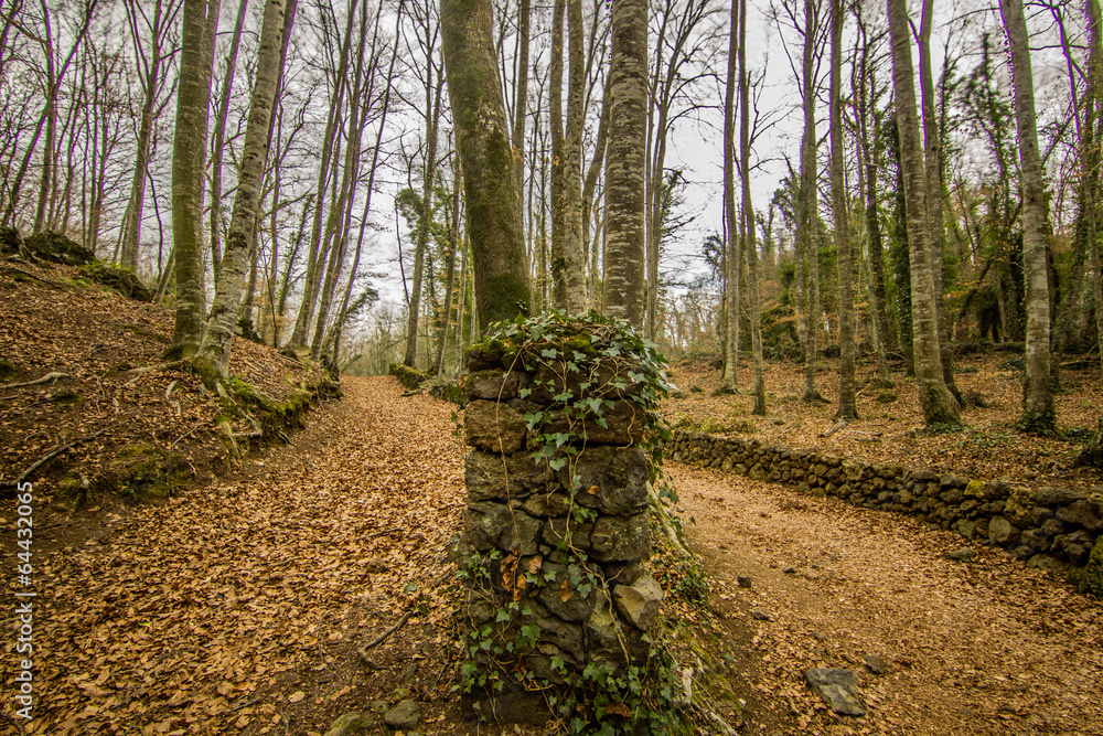 nature green forest nature green forest