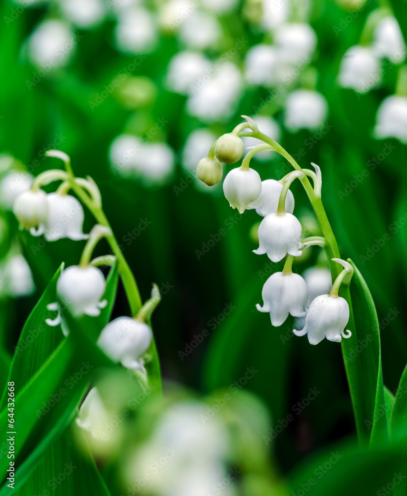 Obraz premium Beautiful muguet on the sun