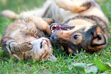 Keuken achterwand Kat Hond en kat spelen buiten samen  © vvvita