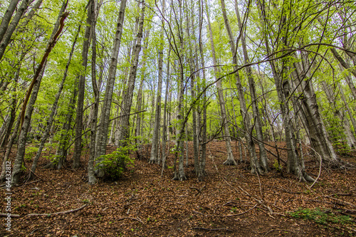 nature green forest