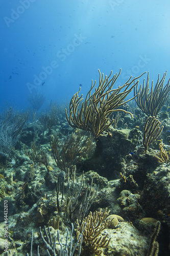 Coral reef photo