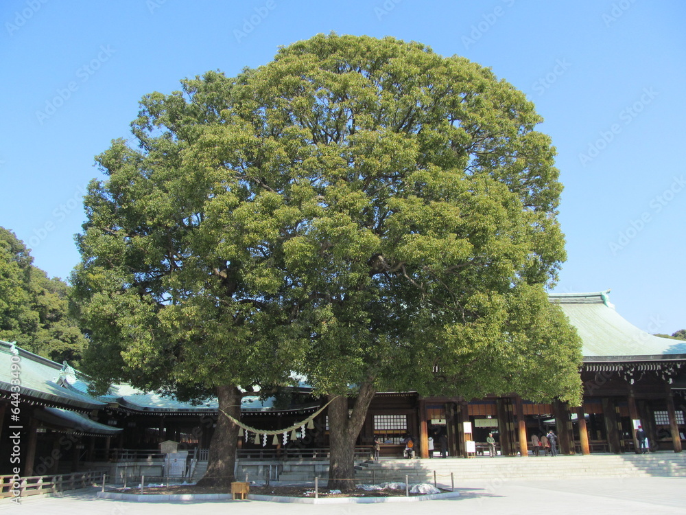 Obraz premium 明治神宮