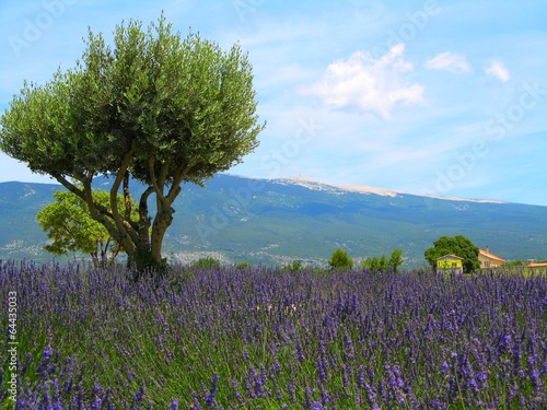 фотографія Le Mont-Ventoux, Vaucluse