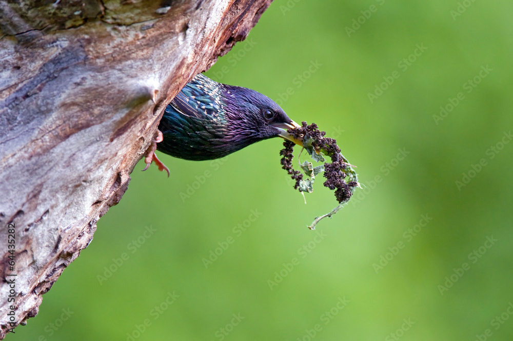 Obraz premium Common starling