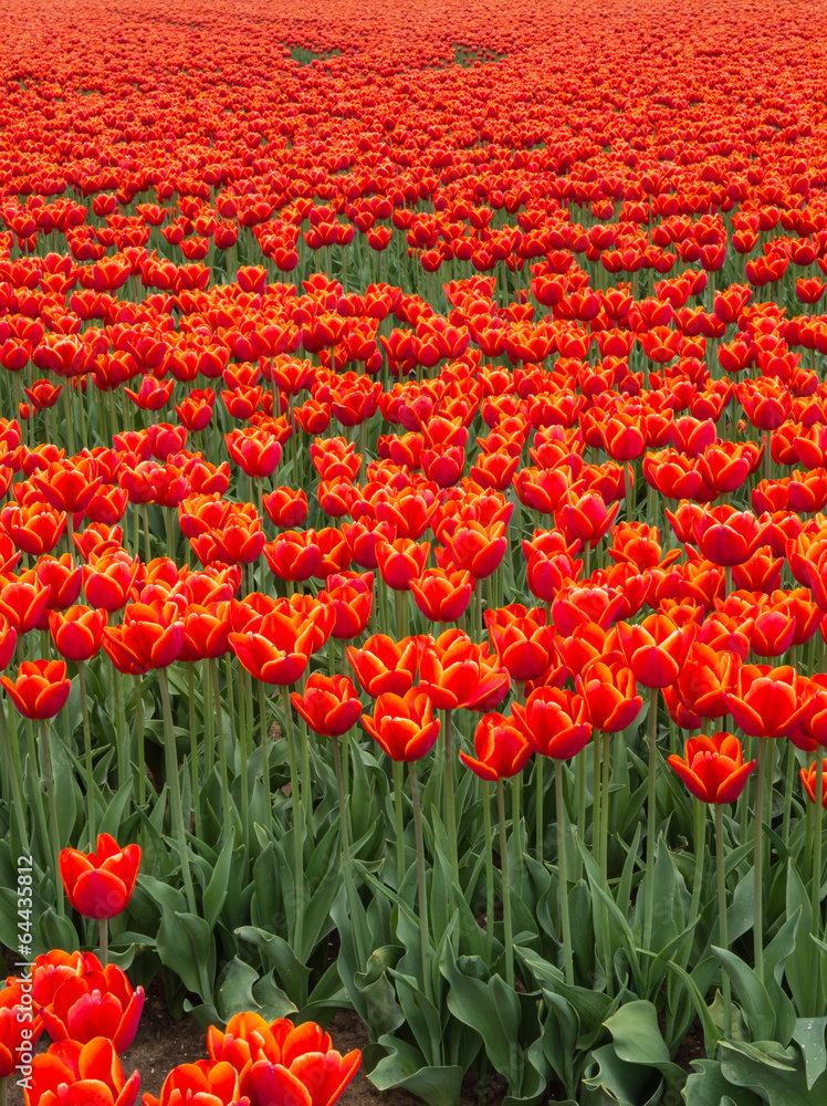 Field of fiery red and orange colored tulips