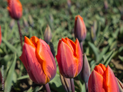 Orange and reddish colored tulips