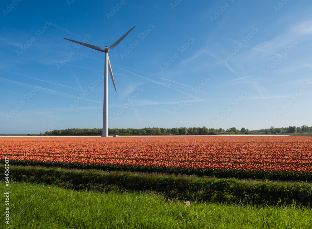 Field of tulips Field of tulips