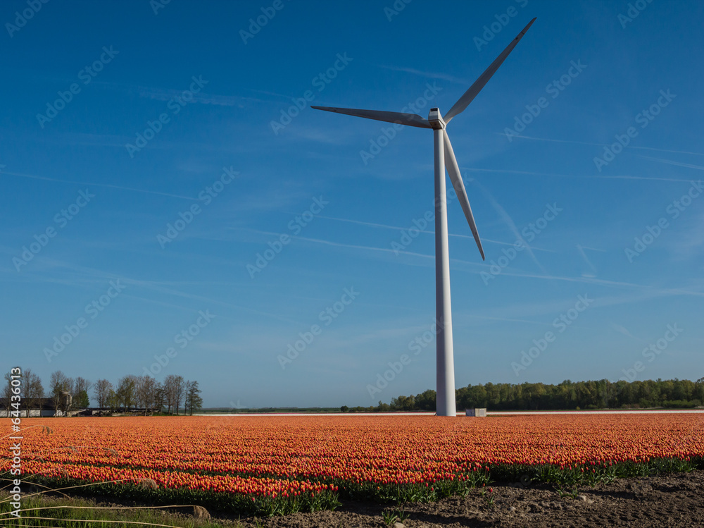 Field of tulips Field of tulips
