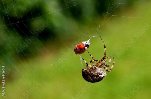 Spider Catching Ladybug
