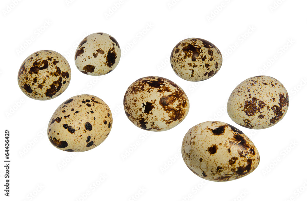 quail eggs quail eggs