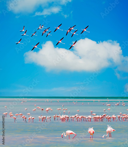 flamingos' flock