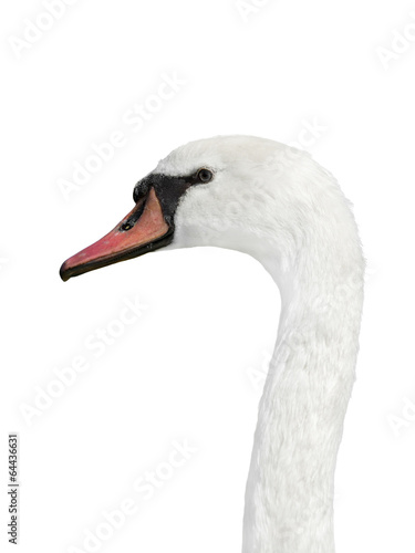 Portrait of a female white swan - isolated