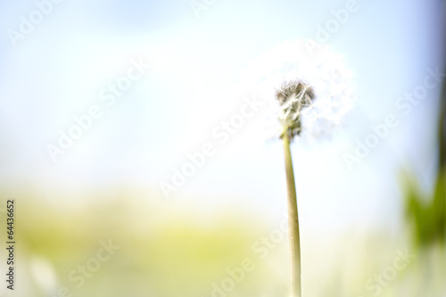 blowball flower in sun photo