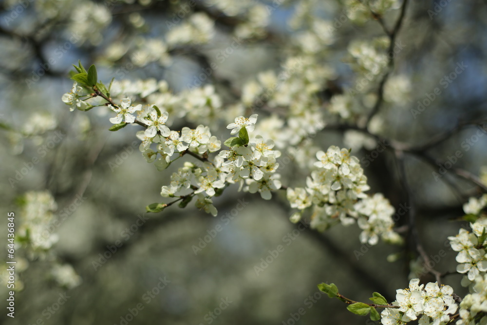 Spring, flowers Apple trees in the spring, nature Spring, flowers Apple trees in the spring, nature