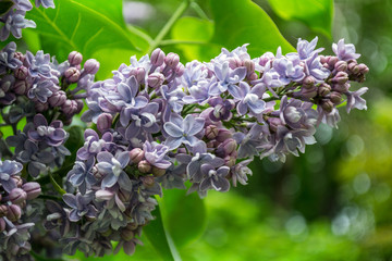 Papier peint photo Lilas Macro de fleurs de lilas mauve  © khalesi