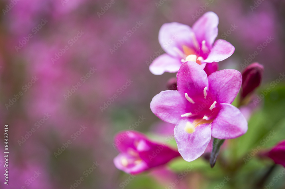 pink weigela