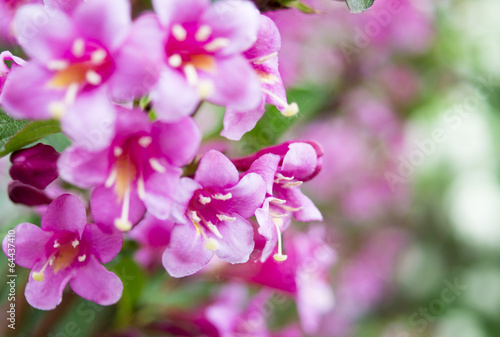 flowers of pink weigela