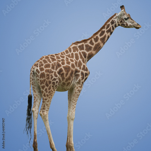 Photography Giraffe Isolated