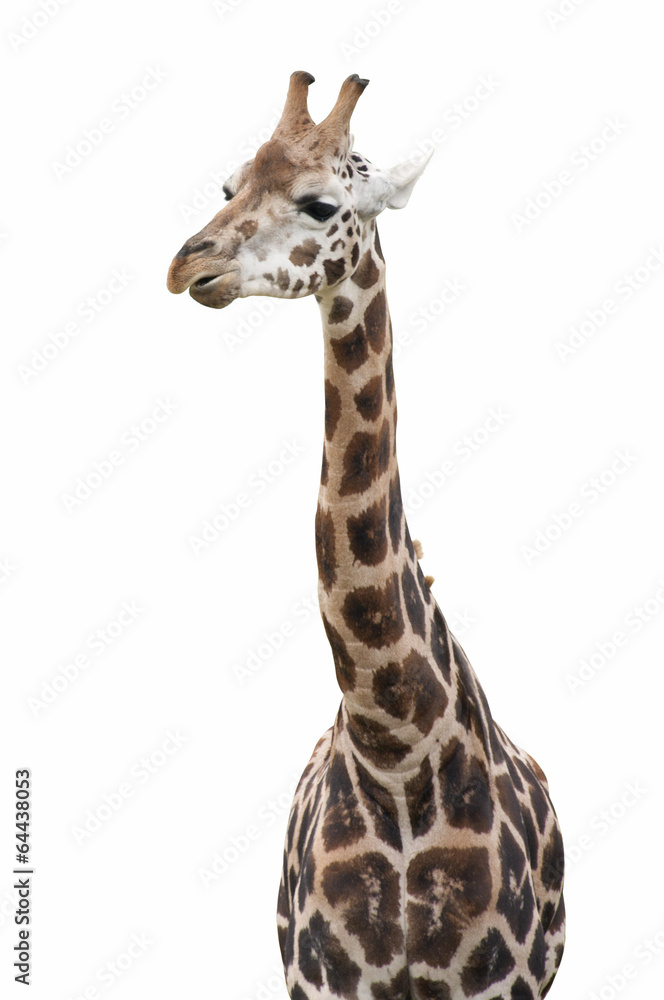 Giraffe Isolated Giraffe Isolated