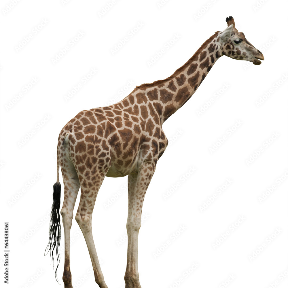 Naklejka premium Giraffe Isolated