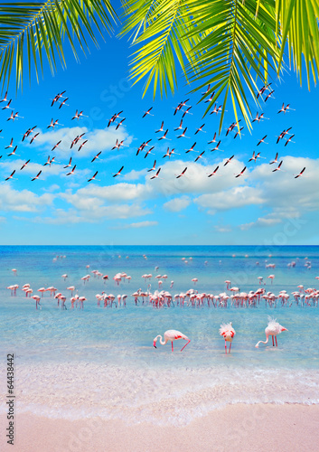 pink shore with flamingos