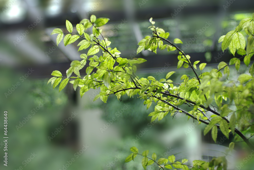 green leaves with blur background green leaves with blur background