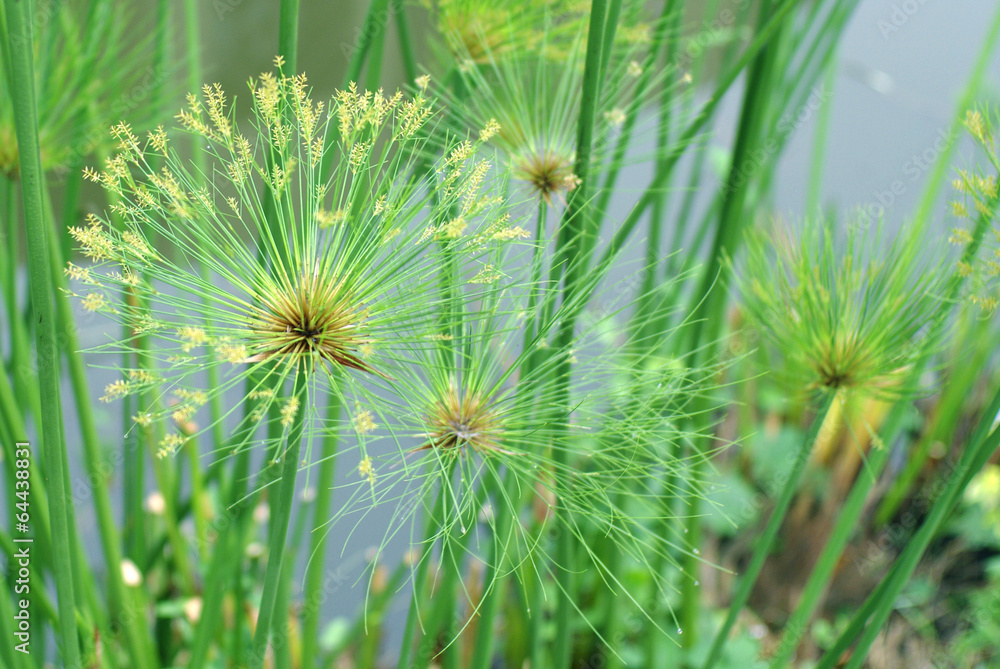 macro nature background shot of papyrus plant detail macro nature background shot of papyrus plant detail