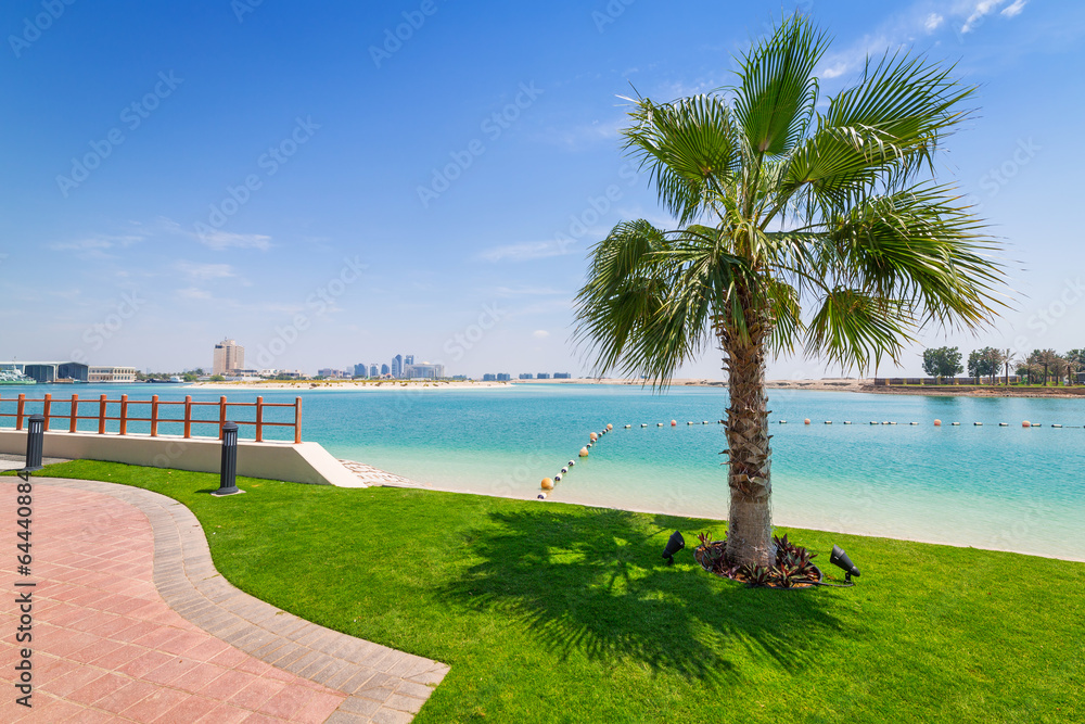 Palm tree at the beach in Abu Dhabi, United Arab Emirates