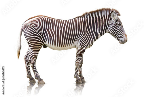 Fototapeta Naklejka Na Ścianę i Meble -  Zebra isolated