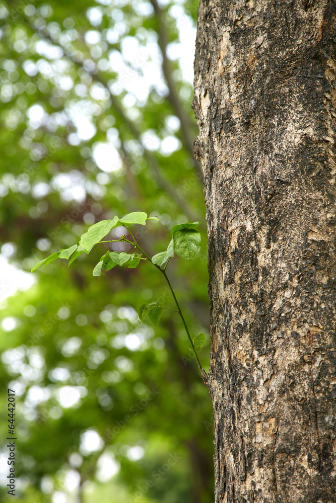 Fototapeta premium zielony liść na wielkim drzewie w parku