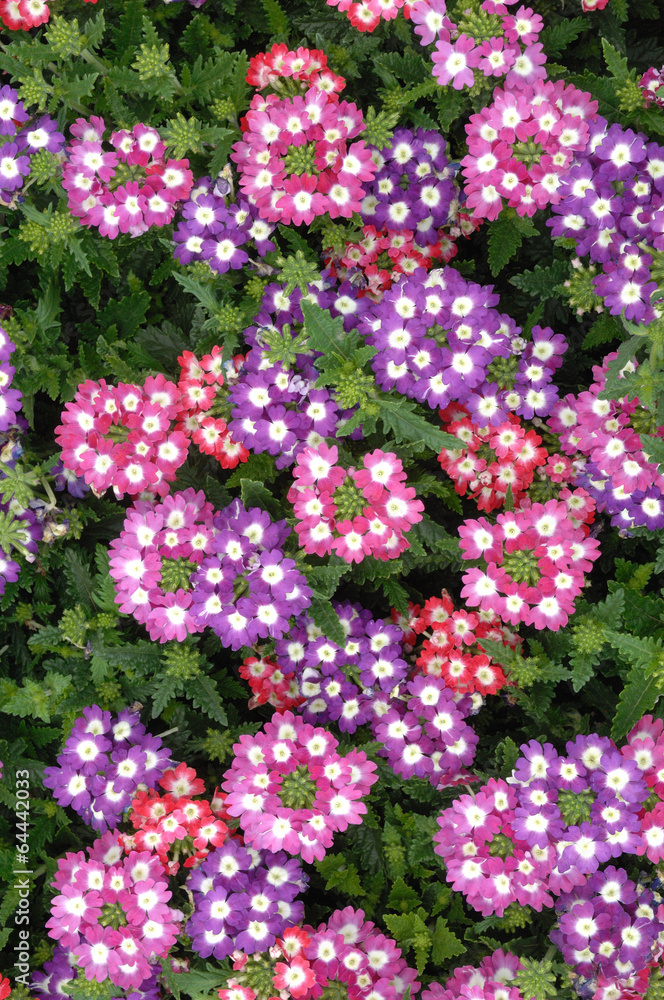 Fototapeta premium verveine ou verbena