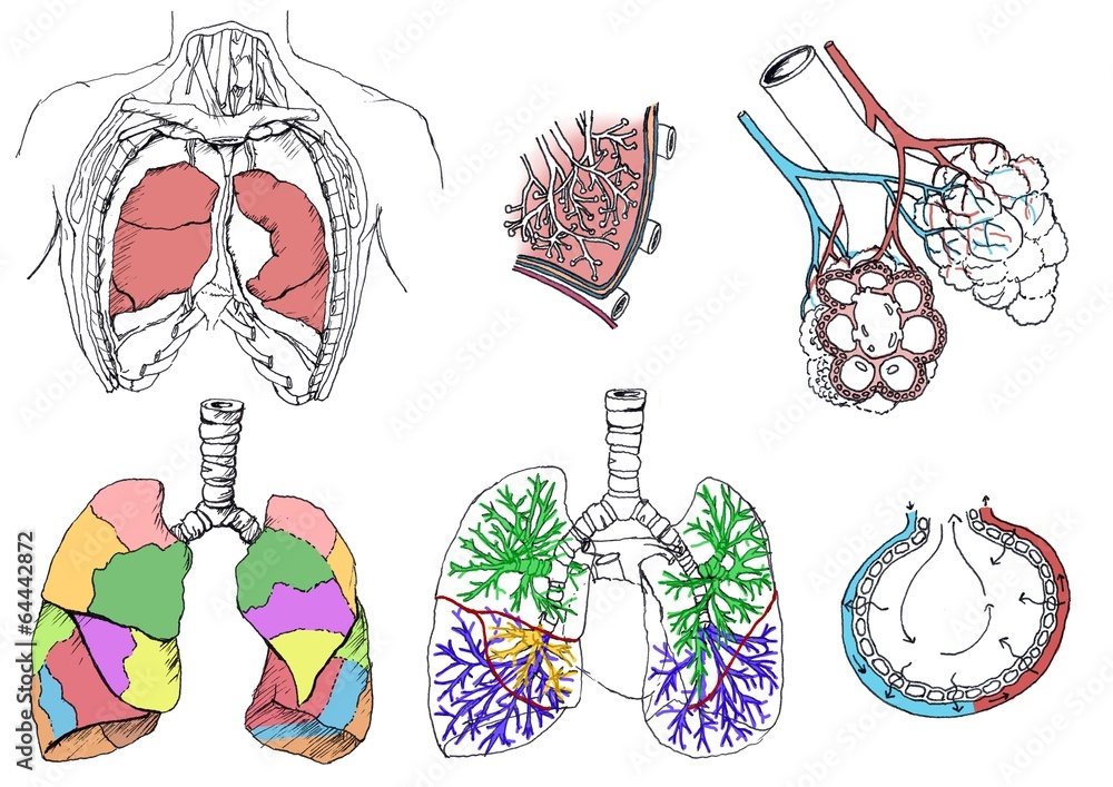 rysunek medyczny - płuca - obrazy, fototapety, plakaty 