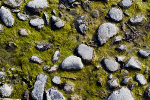 sea ​​pebbles overgrown slime