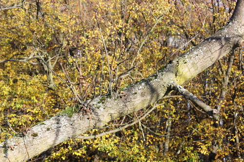 Baumstamm im Herbst