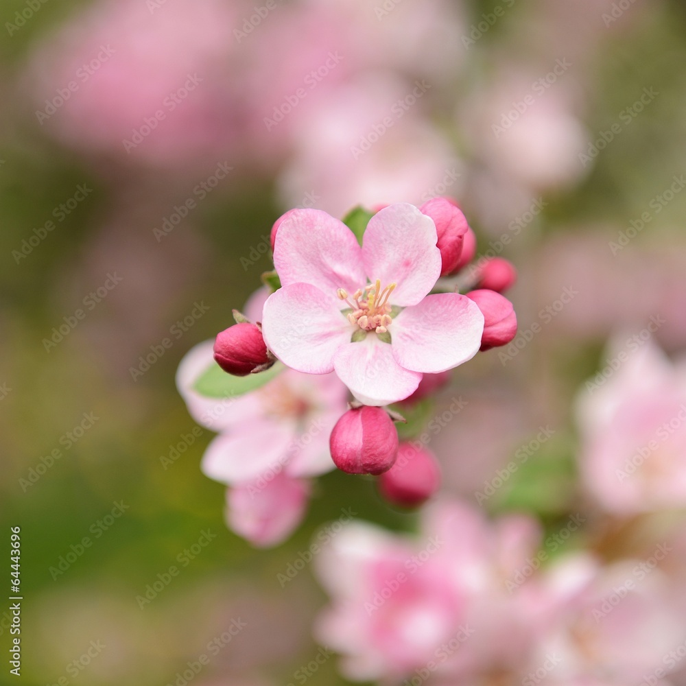 spring flowers