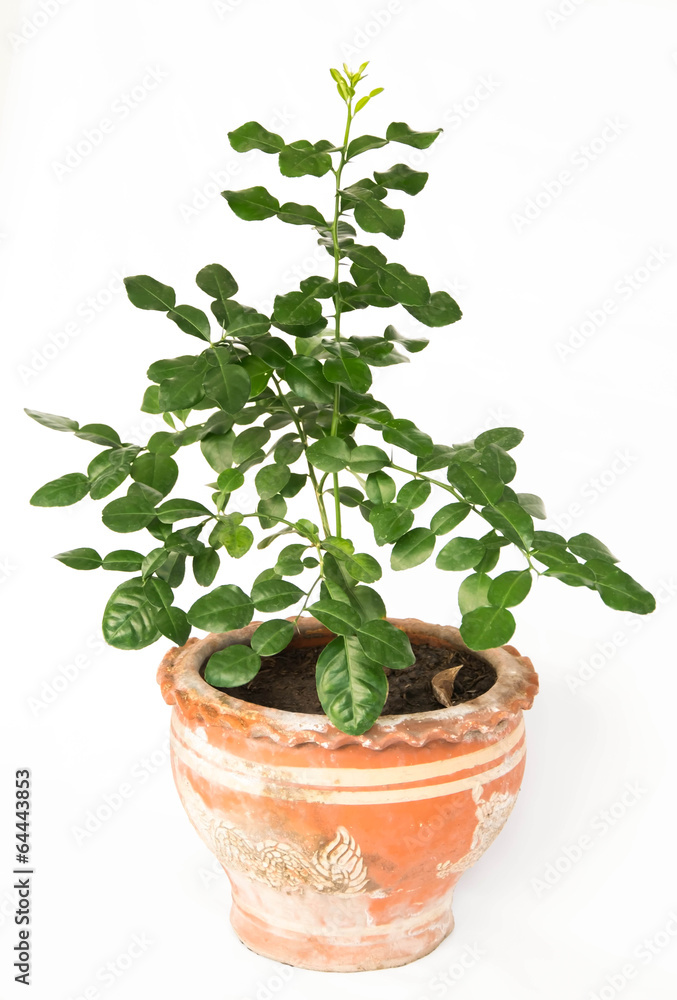 house plant house plant