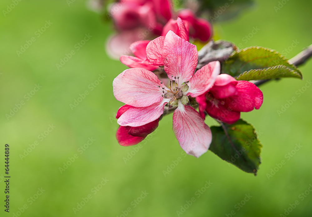 Fototapeta premium Spring flowering branches