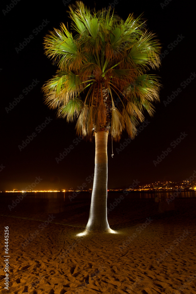 Fototapeta premium Strahlende Palme