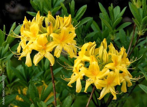 rhododendron with yellow flowers photo