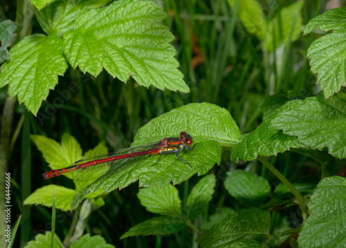 red damselfly photo