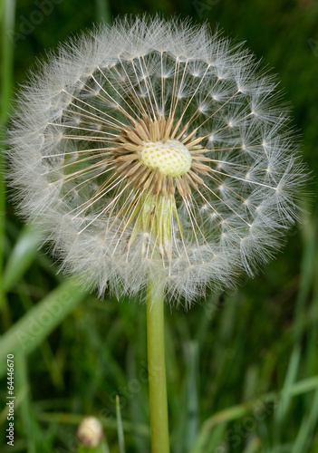 dandelion clock   flashed macro stopped down 