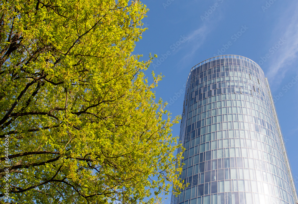 Fototapeta premium Green tree branches against skyscraper and blue sky