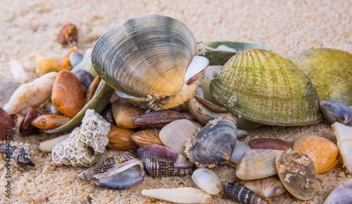 A group of different clams and sea shells on a beach sand