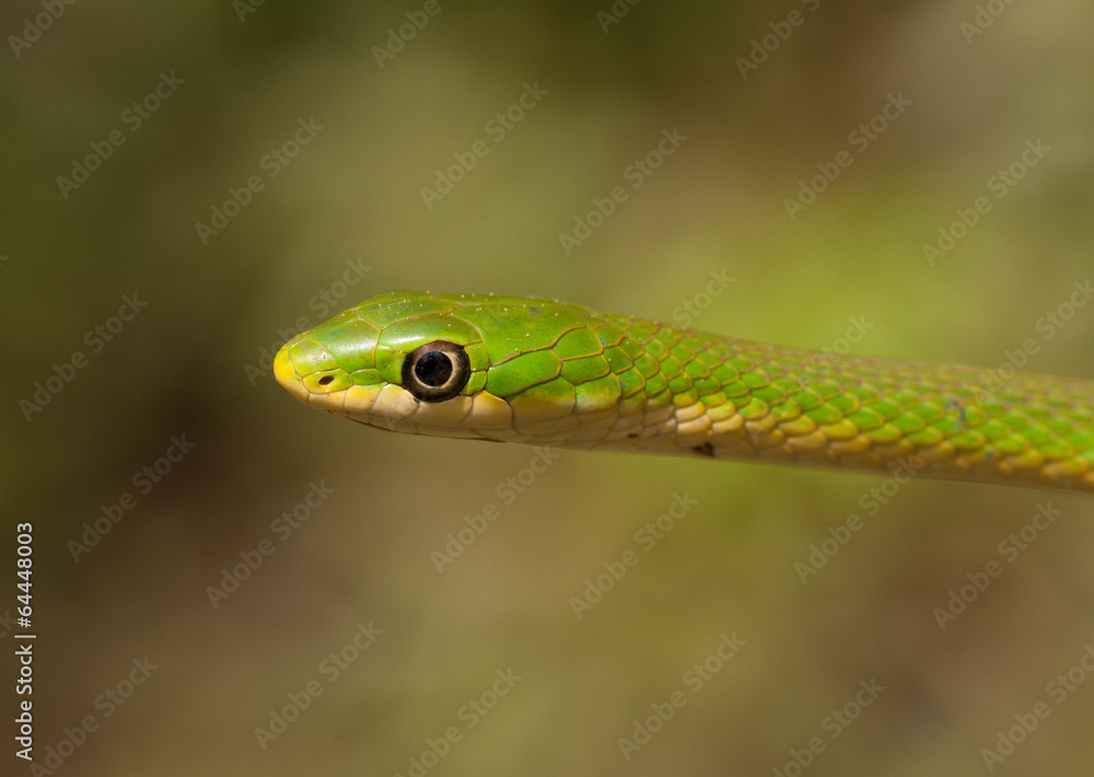 Rough Green Snake Over a Diffused Background Rough Green Snake Over a Diffused Background