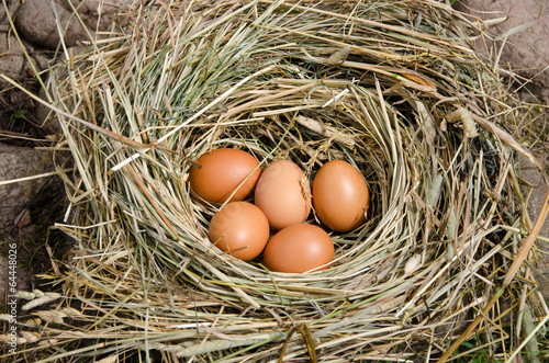 small chicken eggs in nest of hay outdoor
