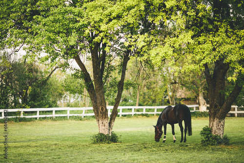Fototapeta Naklejka Na Ścianę i Meble -  Horse on the farm